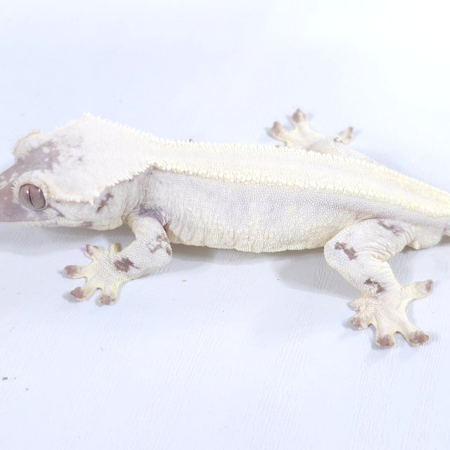 릴리 세이블
