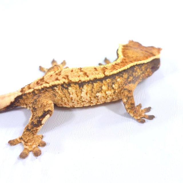 트라이 익스트림할리퀸