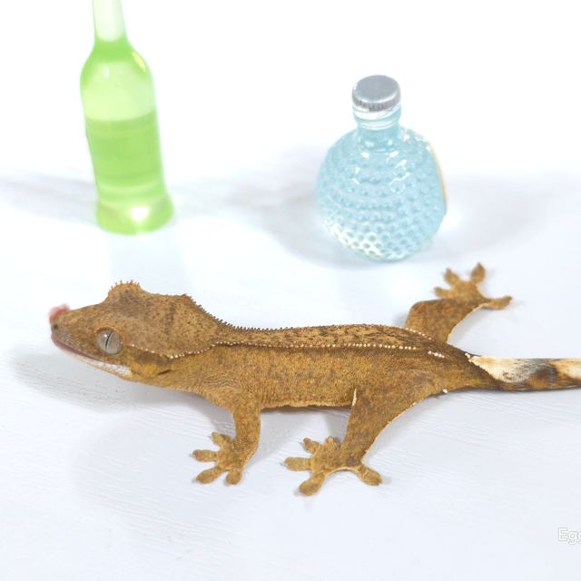 벅스킨 옐로우