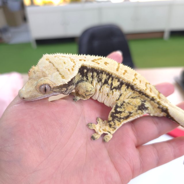 트라이 익스트림할리퀸 드리피