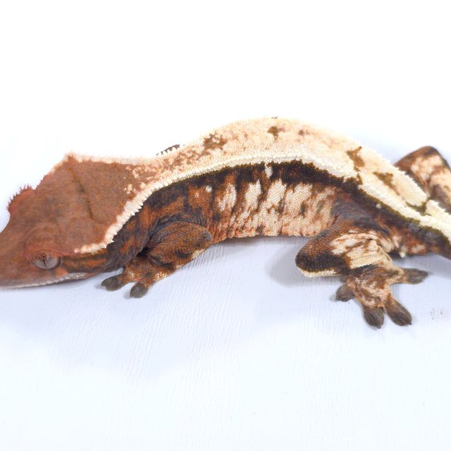 세이블