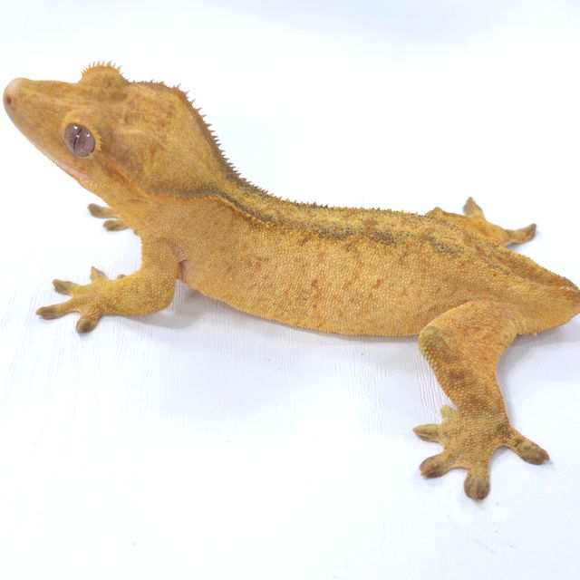 옐로우 벅스킨 팬텀