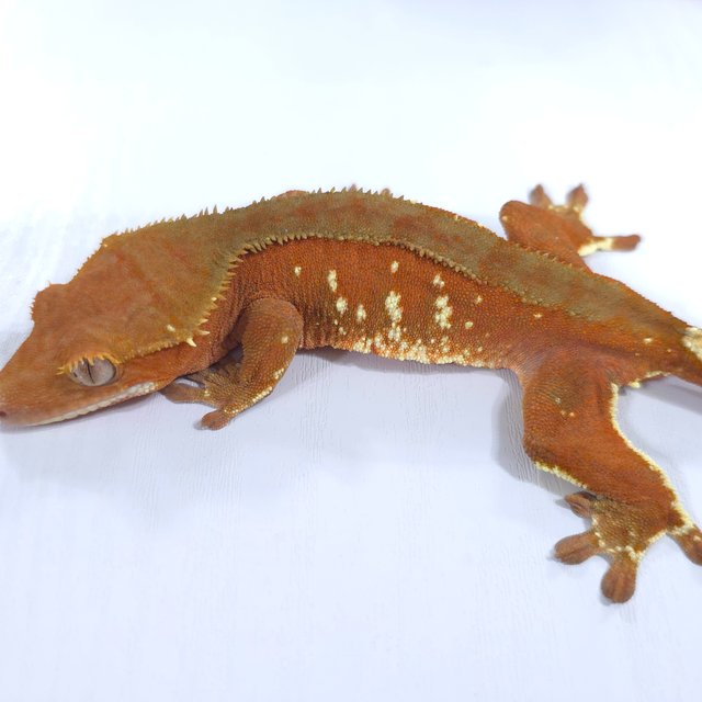 레드 바이 화이트포트홀