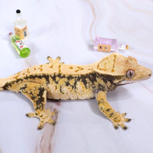 트라이 익스트림할리퀸 드리피