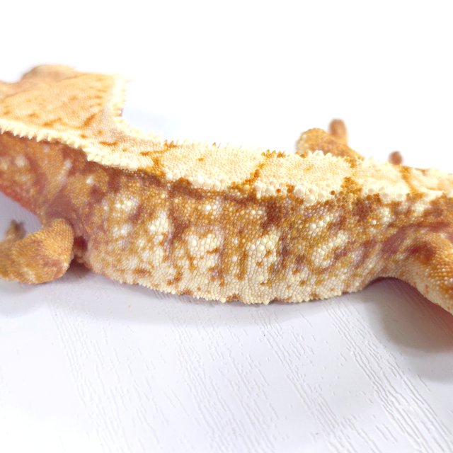 레드 트라이 익스트림할리퀸 화이트스팟