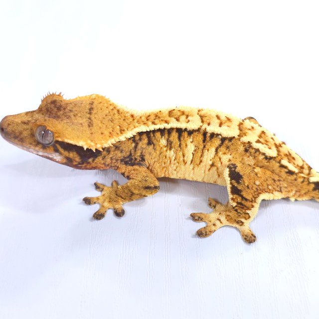 트라이 익스트림할리퀸