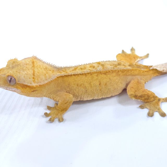 옐로우 벅스킨 팬텀