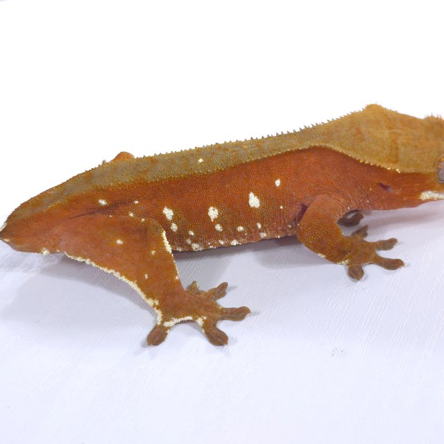 레드 바이 화이트포트홀