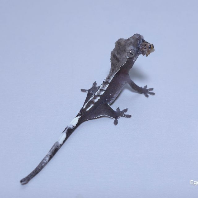 아잔틱
