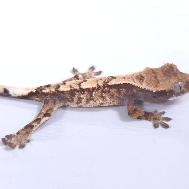 세이블