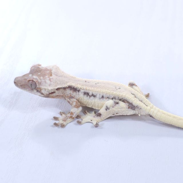 릴리 세이블