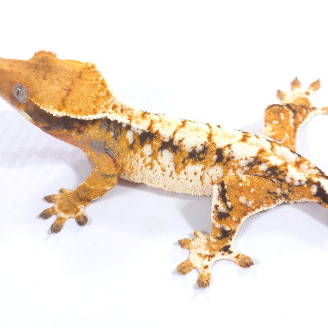 트라이 익스트림할리퀸