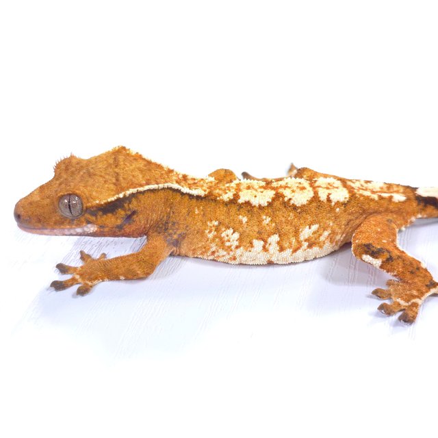 트라이 익스트림할리퀸