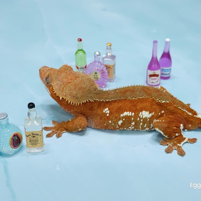 레드 바이 화이트포트홀