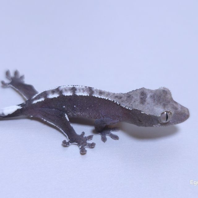 아잔틱
