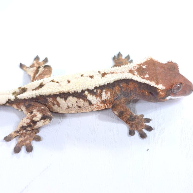 세이블