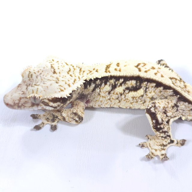 블랙 화이트 트라이