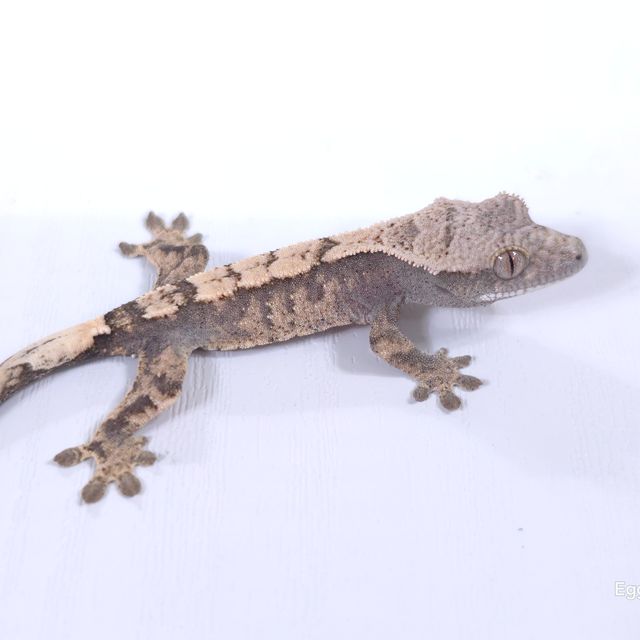세이블
