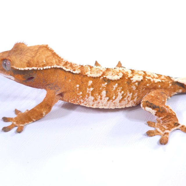 트라이 익스트림할리퀸