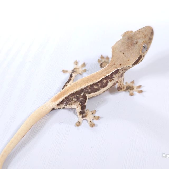 릴리화이트