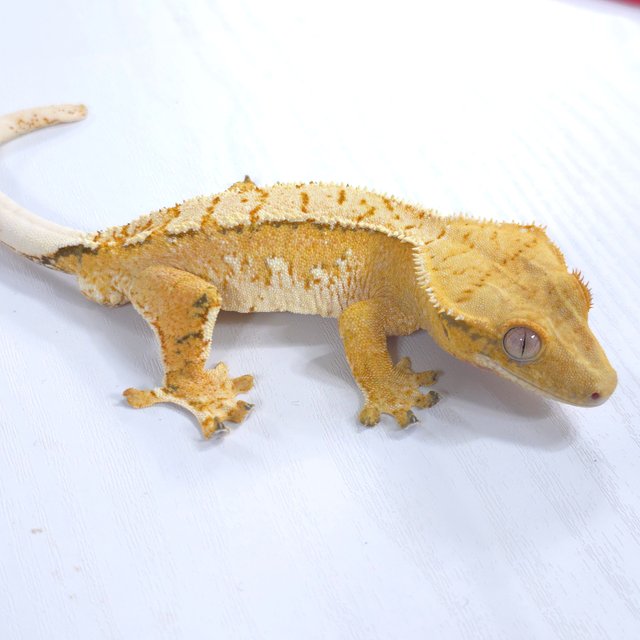 트라이 익스트림할리퀸