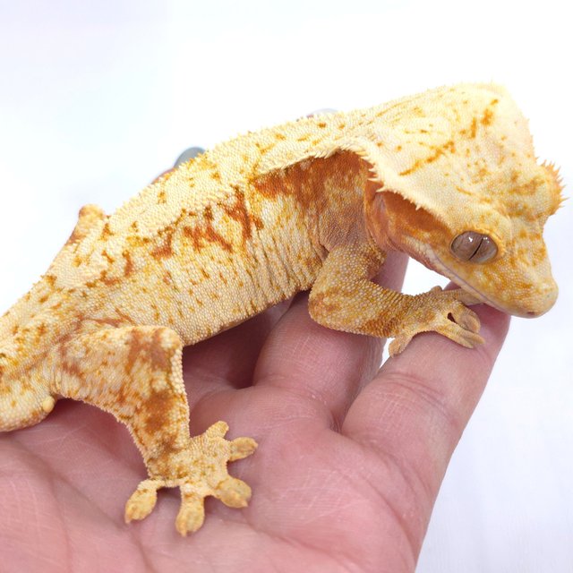 레드 트라이 익스트림할리퀸