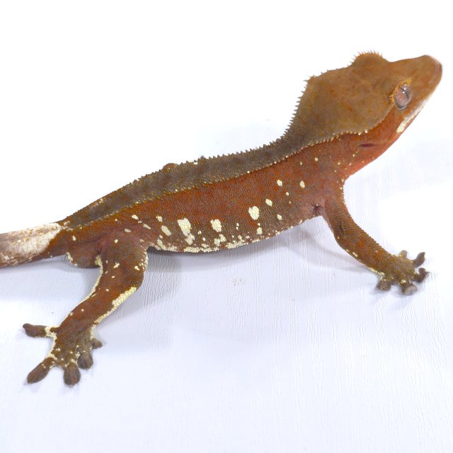 레드 바이 화이트포트홀