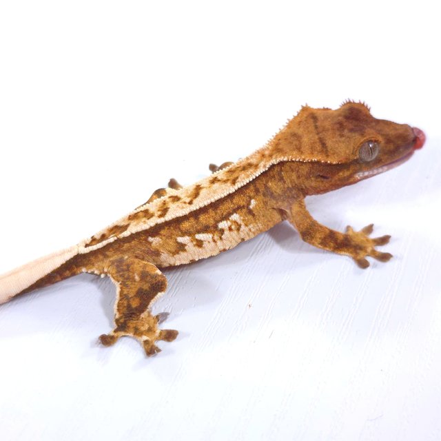 레드 트라이 익스트림할리퀸