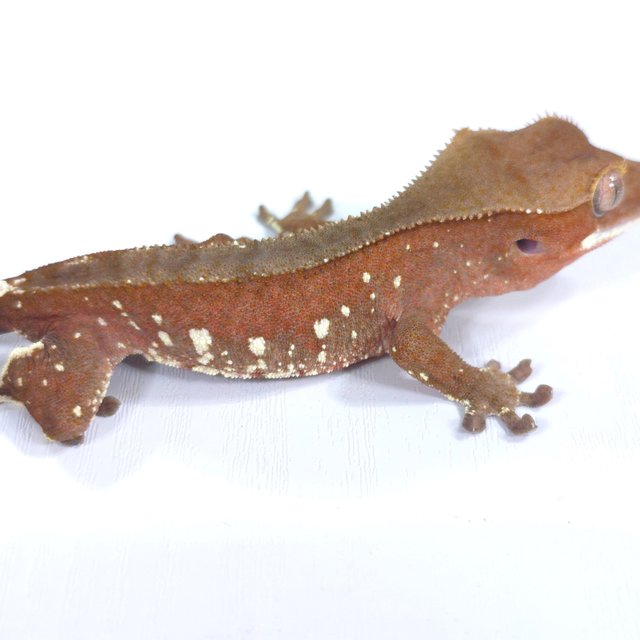 레드 바이 화이트포트홀