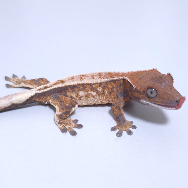 세이블