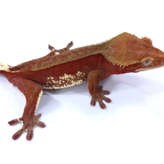 레드 바이 화이트포트홀