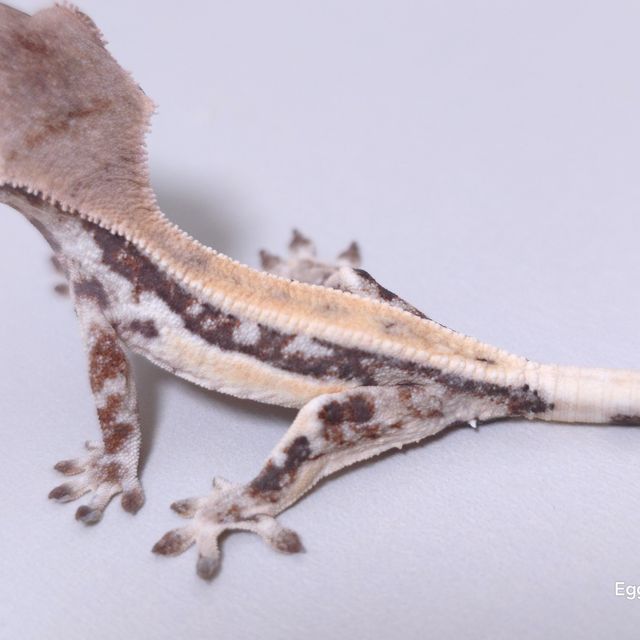 릴리 세이블