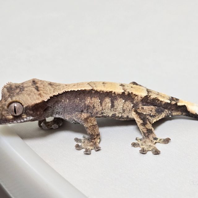 세이블