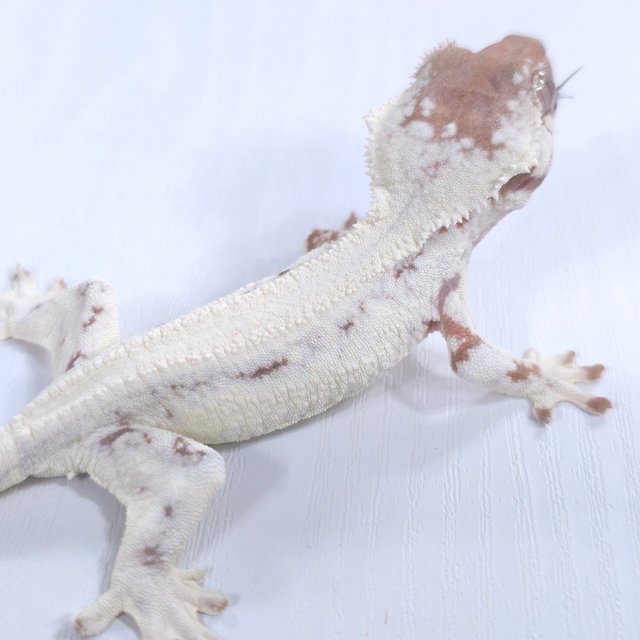 릴리 세이블