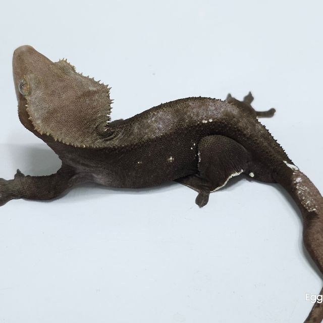 아잔틱