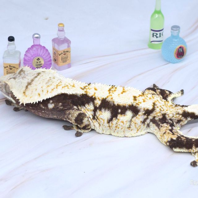트라이 익스트림할리퀸 드리피
