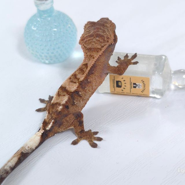 세이블 텐저린