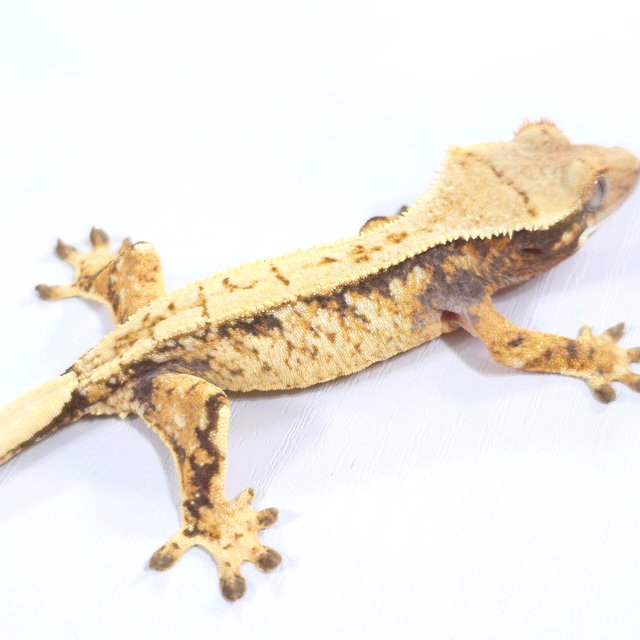 드리피 화이트스팟