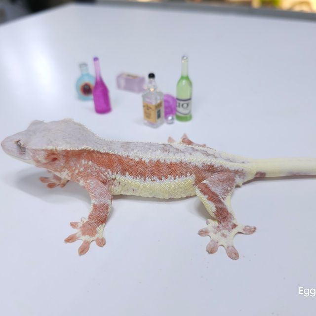 프라푸치노 레드 크림