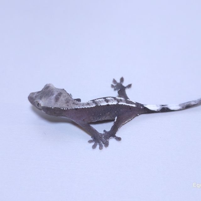 아잔틱