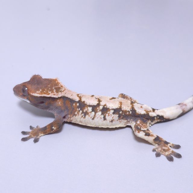 세이블