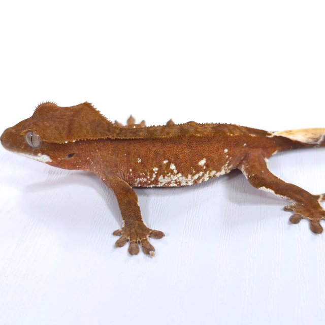 레드 바이 화이트포트홀