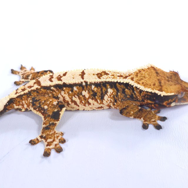 트라이 익스트림할리퀸 화이트스팟