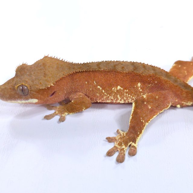 레드 바이 화이트포트홀