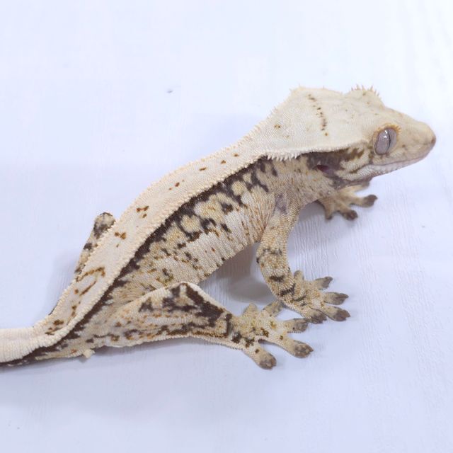 쿼드 풀핀