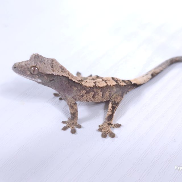 세이블