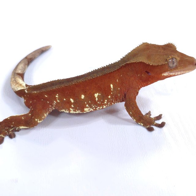 레드 바이 화이트포트홀