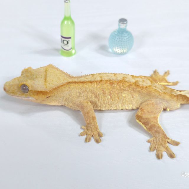 옐로우 벅스킨
