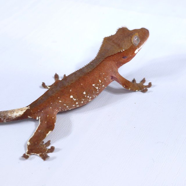 레드 바이 화이트포트홀