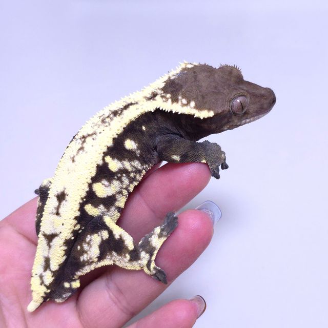 세이블 화이트스팟